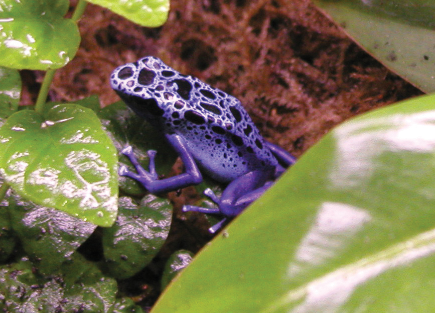 purple poison dart frog. here come dat boi. username; slightly sad oatmeal ...