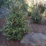 busch-gardens-christmas-tree