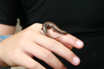 child holding lizard