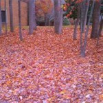 JCC Leaf Collection dates self-haul and curbside at no charge