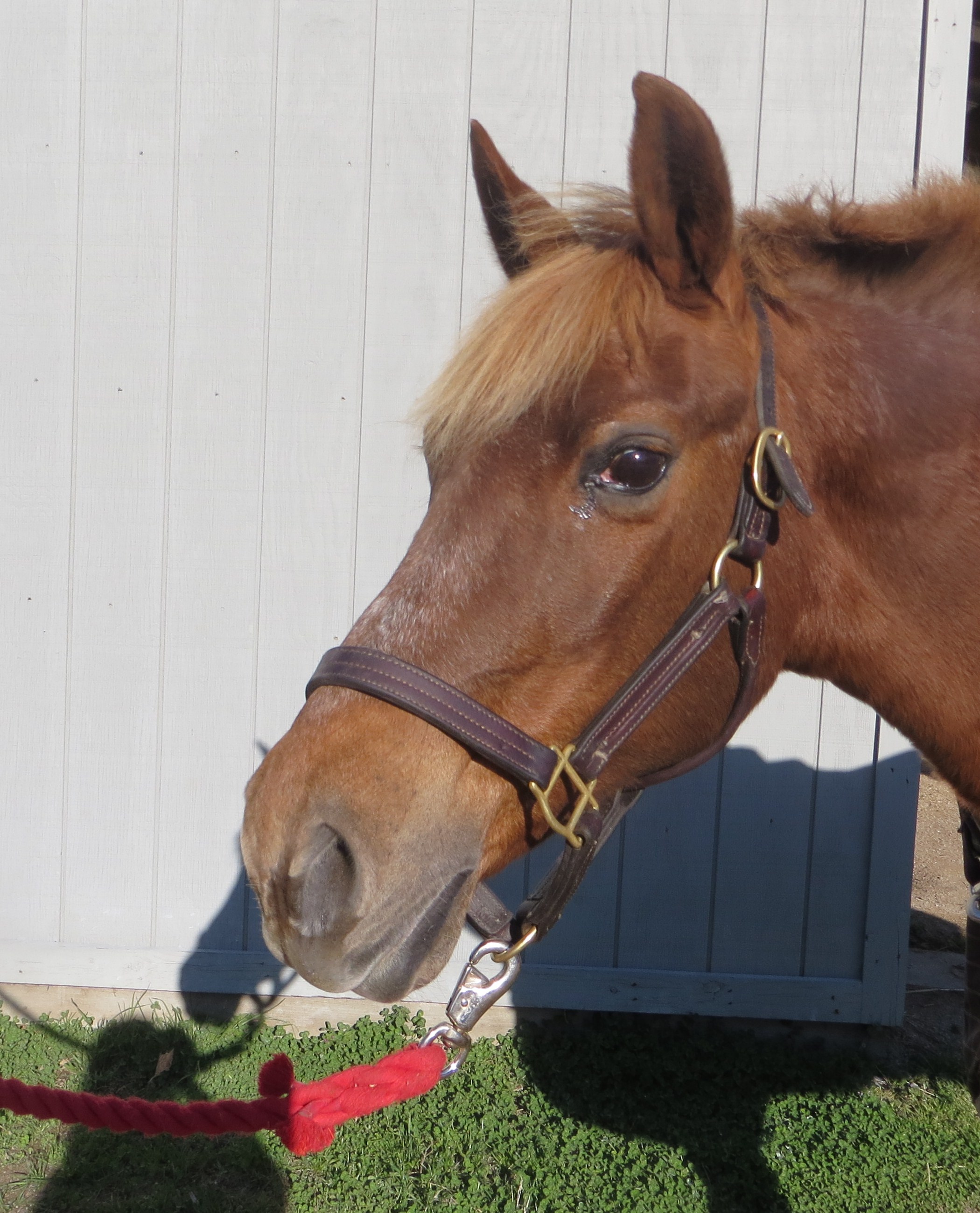 Candyhorse