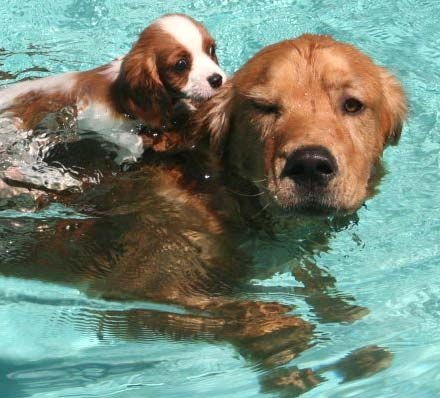 dog pool swimming drool in the pool