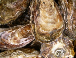 oysters