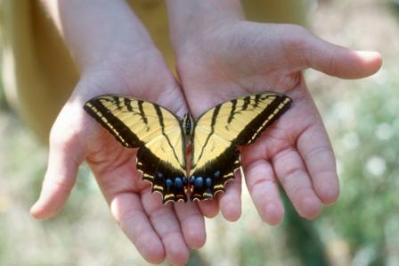 Butterfly Bon Voyage
