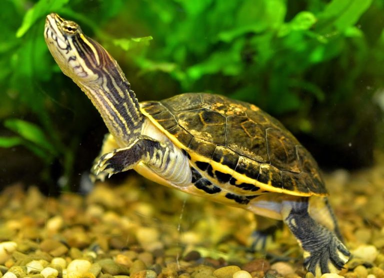 Virginia Living Museum: Hungry Critters