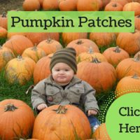 pumpkin patch williamsburg