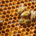 🍯 Honey Bee Day at Virginia Living Museum on Aug. 17