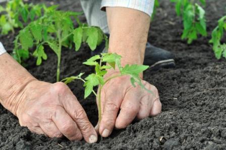 Gardening