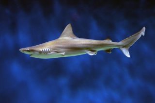Shark Week