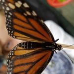 Butterfly Haven at the Virginia Living Museum Opens July 30 thru Sept. 25