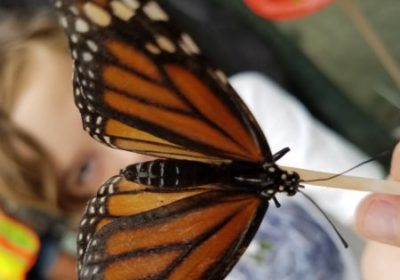 butterfly festival williamsburg botanical gardens