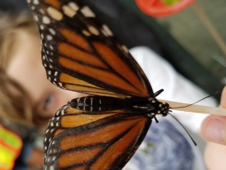 butterfly festival williamsburg botanical gardens