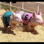 Pork, Peanut & Pine Festival at Chippokes Plantation State Park - July 21 & 22 - Live Music, Hobby Hog Races, Food and Fun