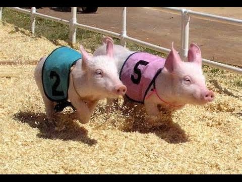 hobby pig races pork peanut fair