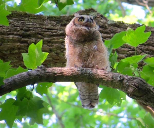 owl-on-bassett-nature-trail