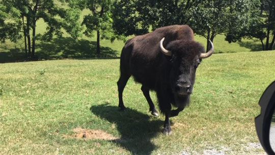 Safari Park Bison