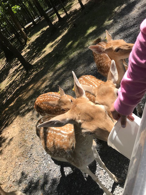 drive through safari zoo virginia