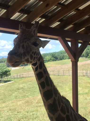 Safari Park Walk thru