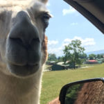 Drive-Thru Safari Park is Open and a Fun Day Trip!