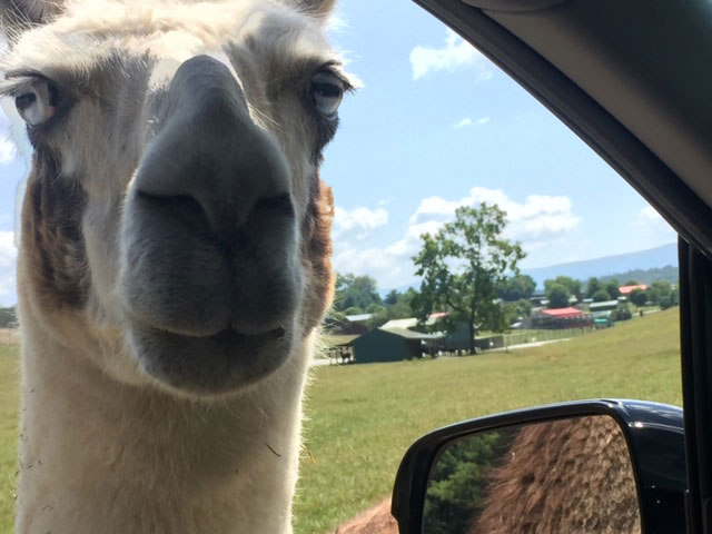 Virginia Safari Park