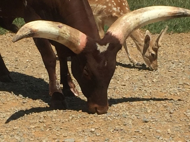 drive through safari zoo virginia