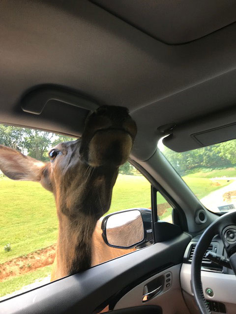 drive thru safari zoo virginia