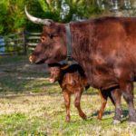 oxen-at-colonial-williamsburg