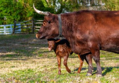 oxen-at-colonial-williamsburg