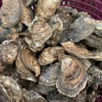 Annual Oyster Roast at the Watermen's Museum - Sept. 11