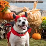 Paws at the Riverwalk Yorktown Market - Pet Parade and Trick or Treating for Kids - Oct 28