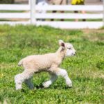 Where to find the lambs in Colonial Williamsburg