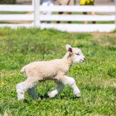 lambs-at-colonial-williamsburg---photo-credit-w_reynolds_photography