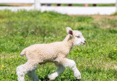 lambs-at-colonial-williamsburg---photo-credit-w_reynolds_photography