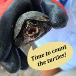The Turtle Census at the Virginia Living Museum is a great hands on experience