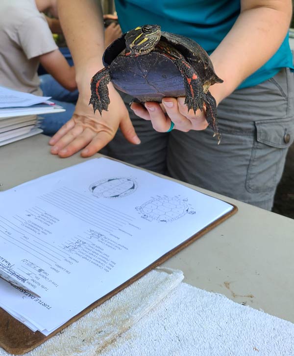 turtle census event virginia
