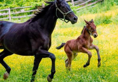 rare-breed-program-at-colonial-williamsburg