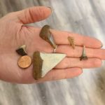 Shark Tooth Hunting at Chippokes Plantation State Park Surry Virginia