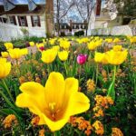 Historic Garden Week - Williamsburg is featured on April Tuesday April 26, 2022
