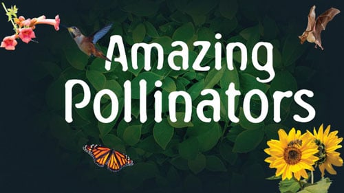 amazing-pollinators