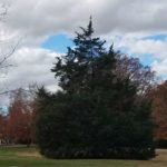 Decorate the Excelsior Evergreen - Saturday, January 14 at the Williamsburg Battlefield with Edible Ingredients for Wildlife. Learn more...