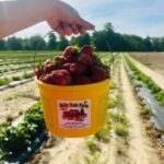 Pick Strawberries on Mother's Day Weekend