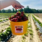 Tractors, Tunes and Berry picking at the farm on Mother's Day Weekend - Saturday, May 11 from 10 am to 3 pm at Holly Fork Farm