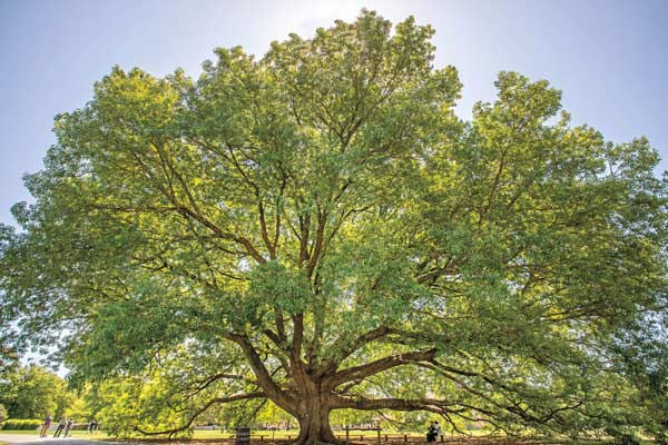 compton oak colonial williamsburg
