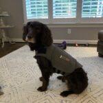 ThunderShirt - Can it help your pet?