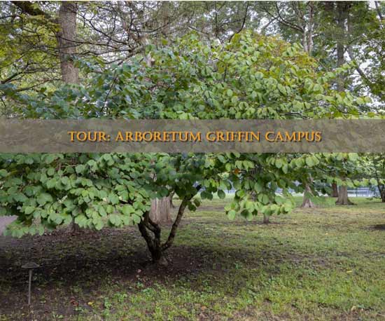 arboretum-tour-colonial-williamsburg