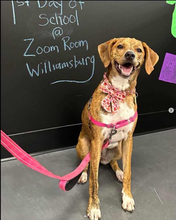 Zoom Room Williamsburg's Dog Training Classes Williamsburg Families