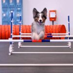 Zoom Room Williamsburg's Dog Training Classes -