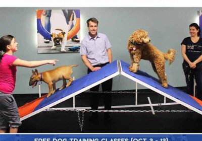 dog training williamsburg