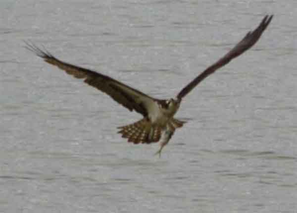 River Raptors Walk