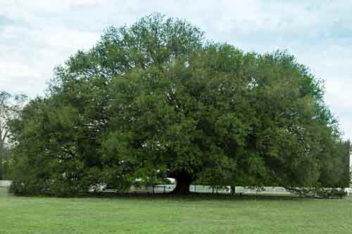 oak-tree-colonial-williamsburg
